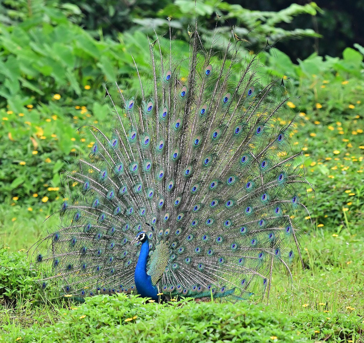 Indian Peafowl - ML640072007