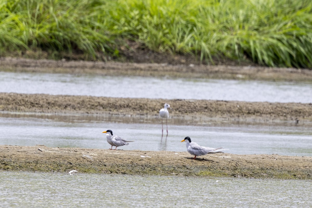 River Tern - ML640072008