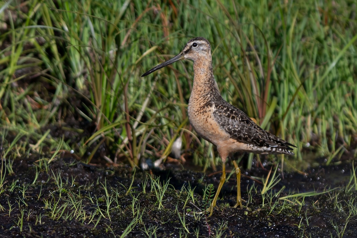 Long-billed Dowitcher - ML640072011