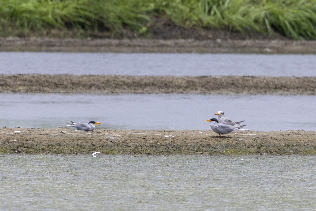 River Tern - ML640072022
