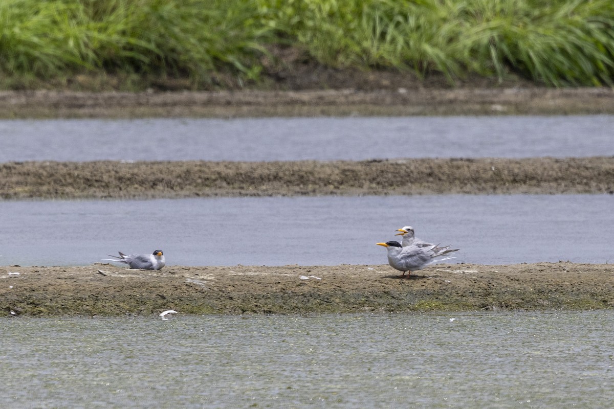 River Tern - ML640072028