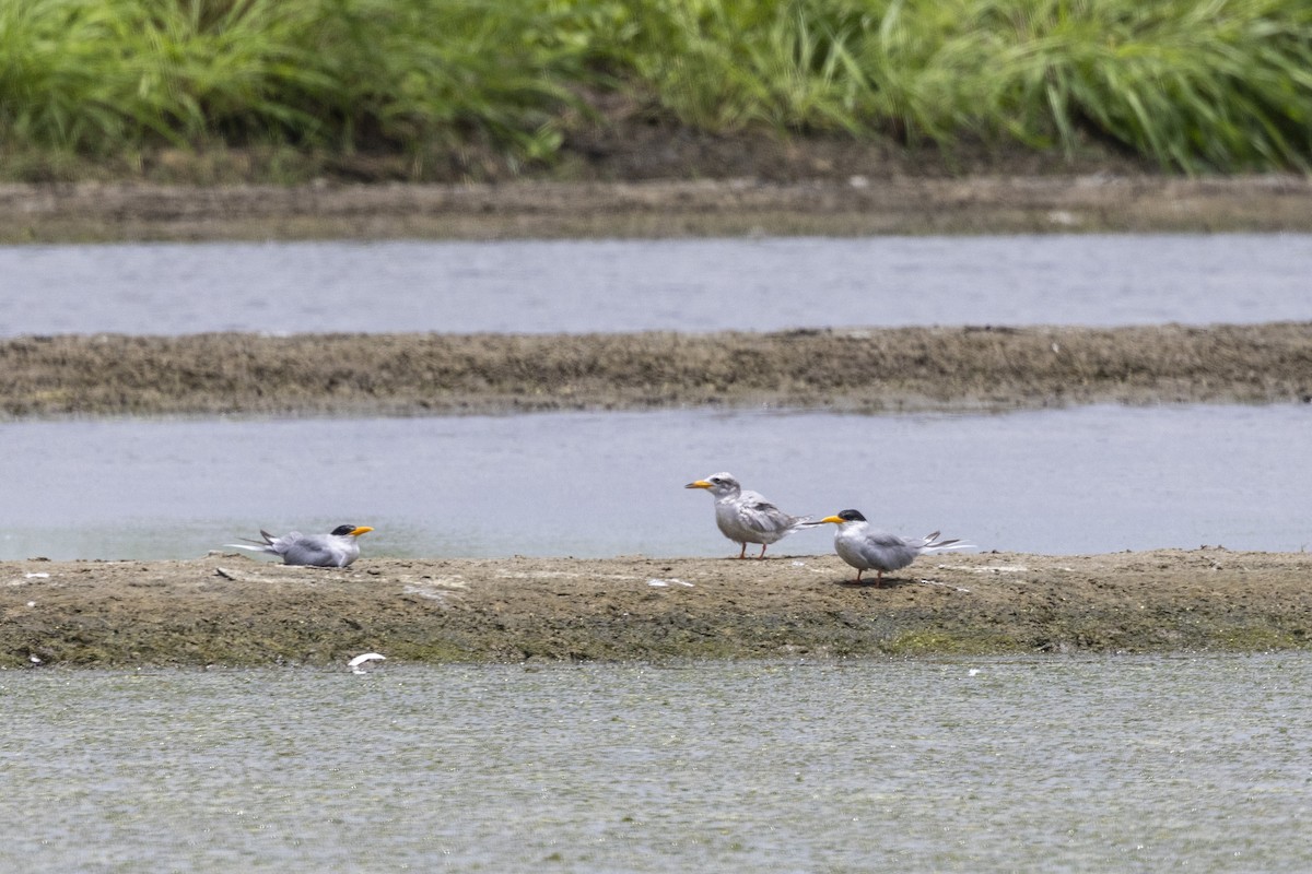 River Tern - ML640072029
