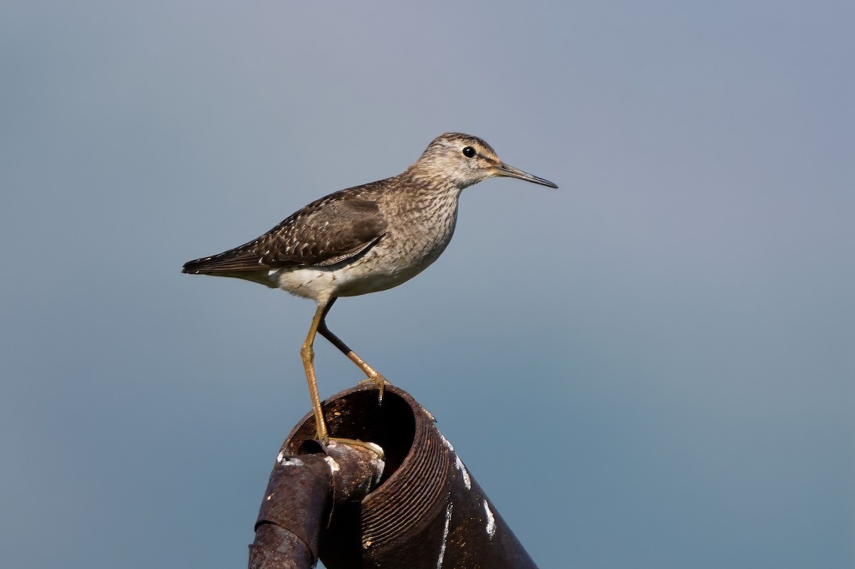 Wood Sandpiper - ML640072030