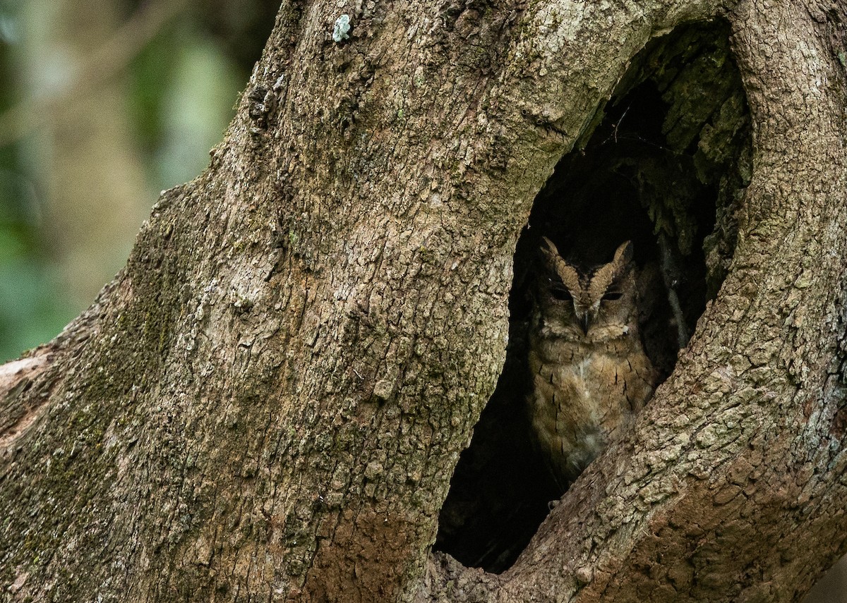 Indian Scops-Owl - ML640072031
