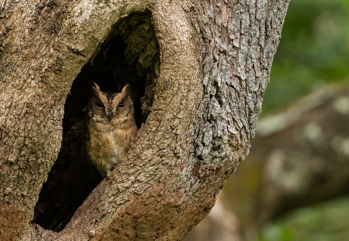 Indian Scops-Owl - ML640072032