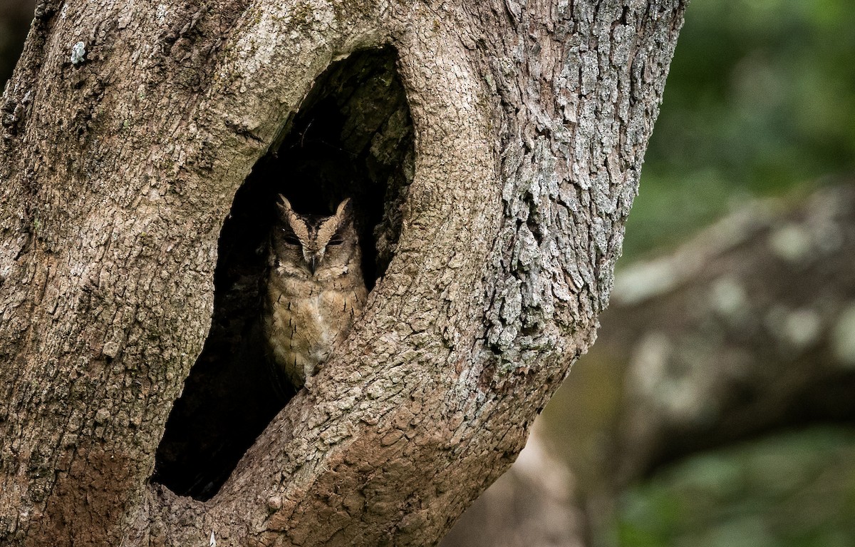 Indian Scops-Owl - ML640072033