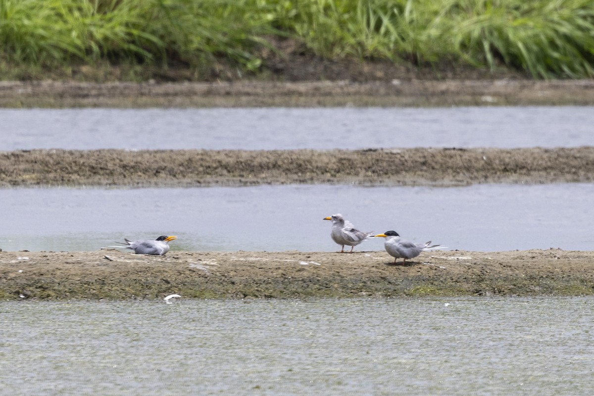 River Tern - ML640072039