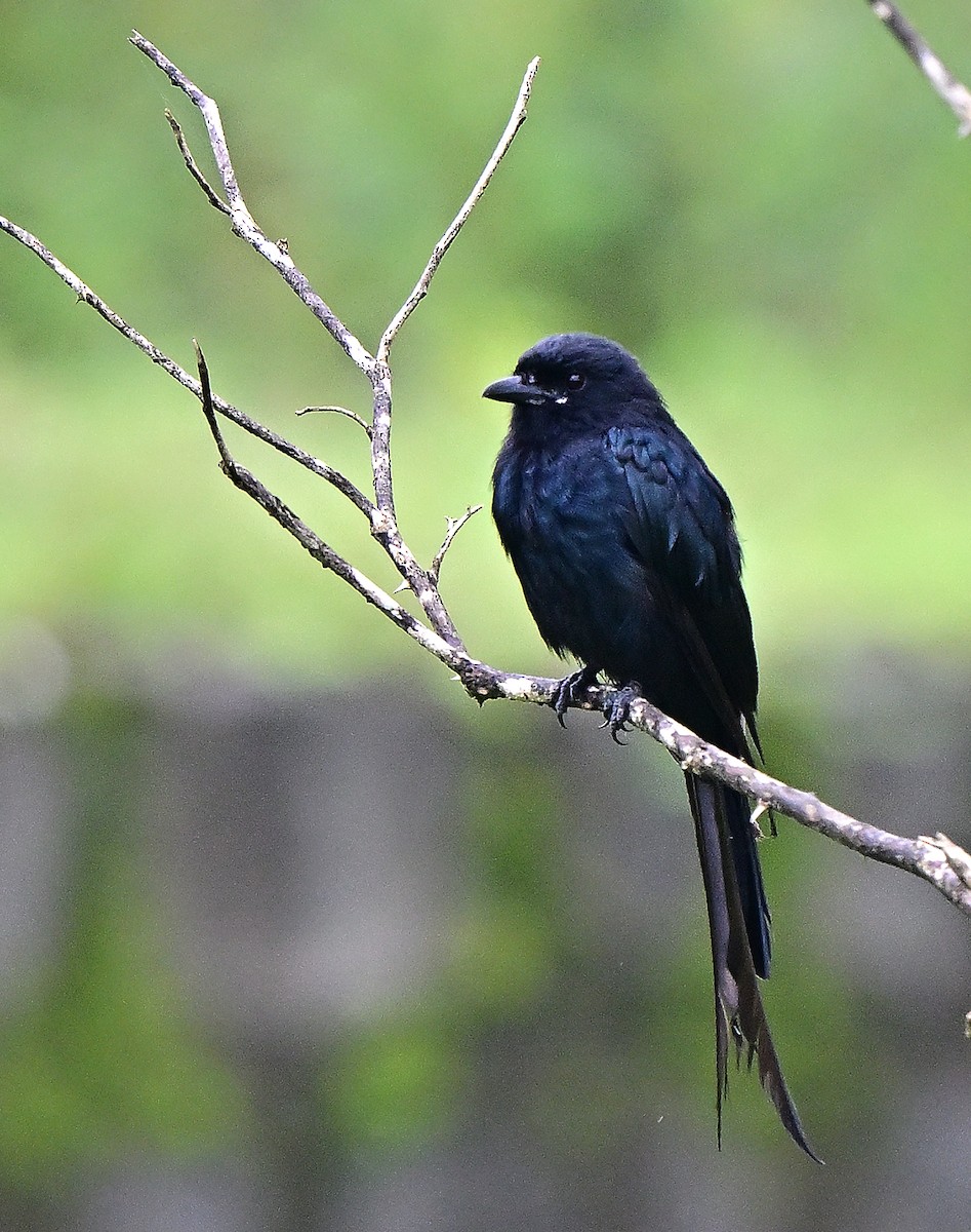 Black Drongo - ML640072049