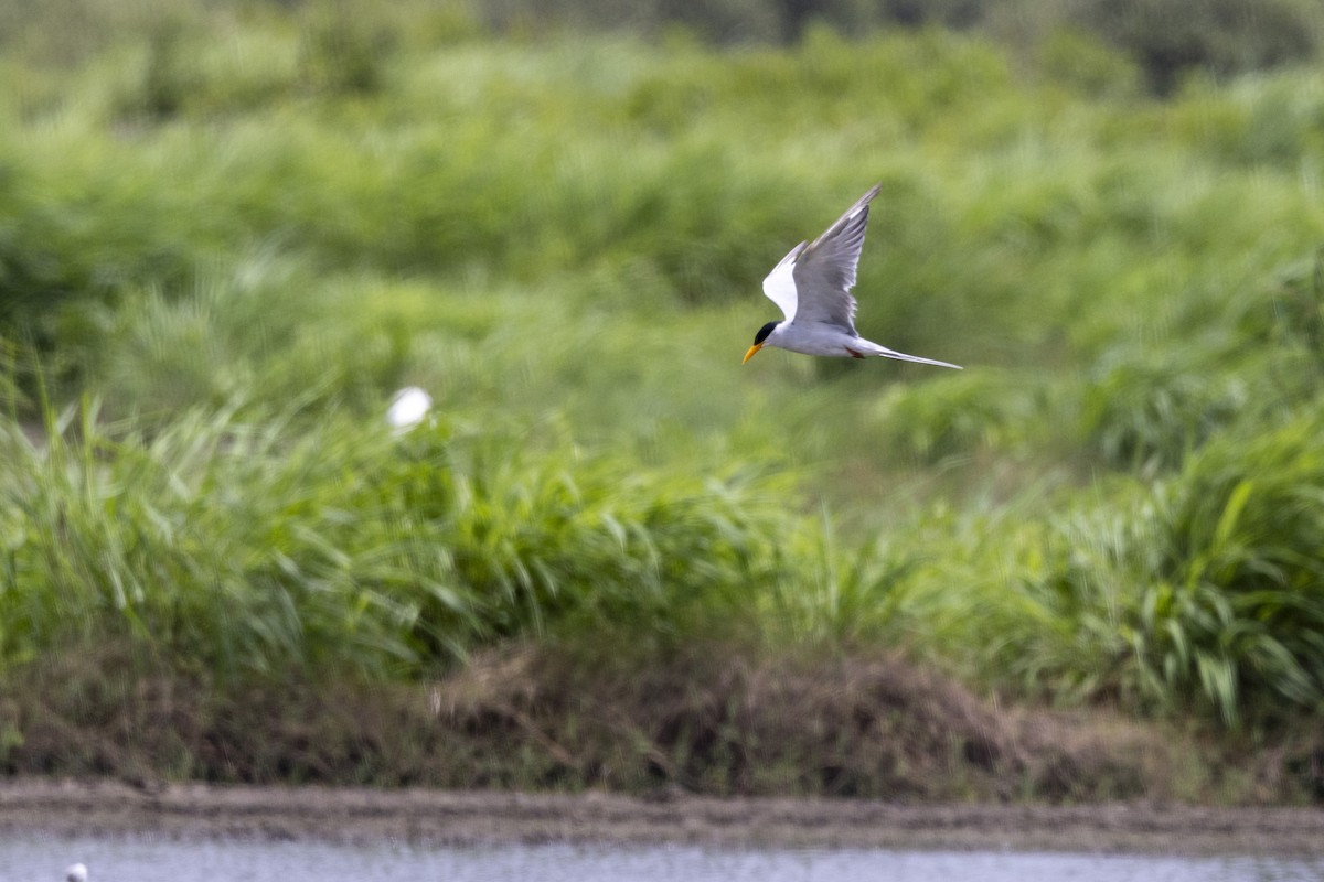 River Tern - ML640072056