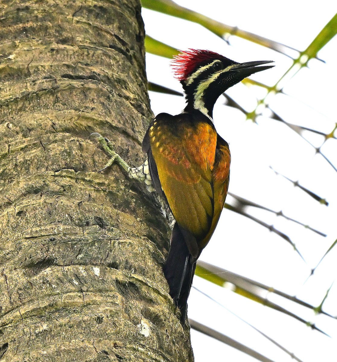 Black-rumped Flameback - ML640072058