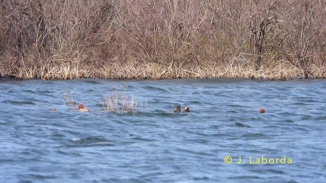 Red-crested Pochard - ML640072060