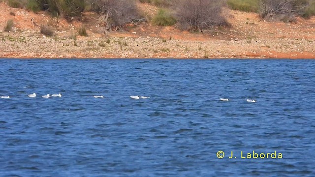 Black-headed Gull - ML640072068