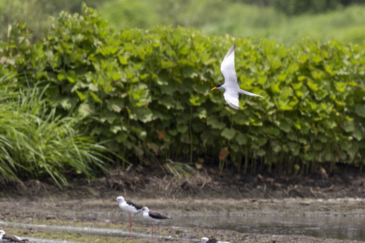 River Tern - ML640072069