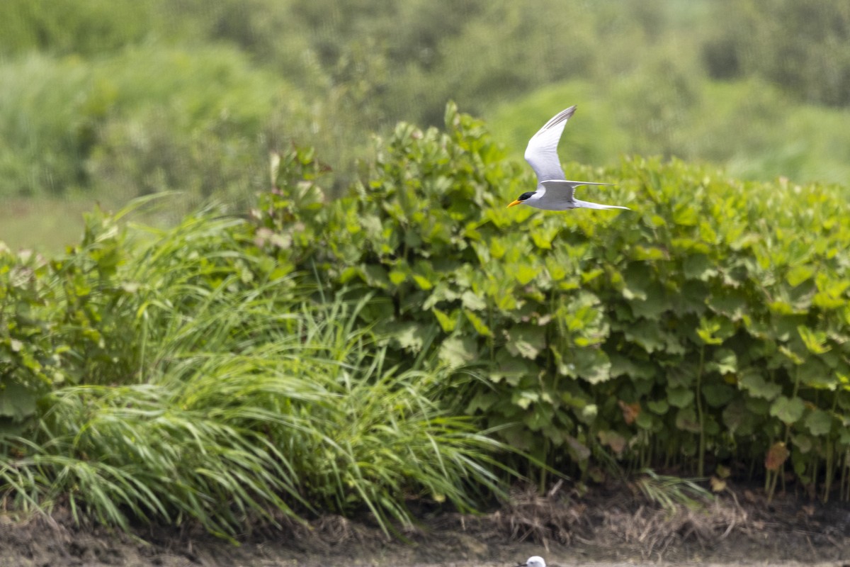 River Tern - ML640072072