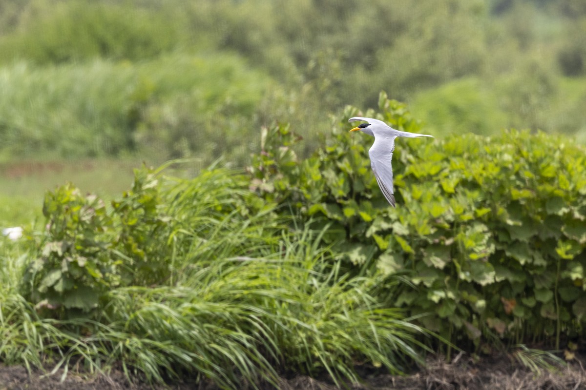 River Tern - ML640072075