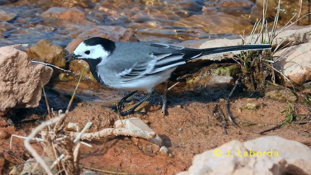 White Wagtail - ML640072080