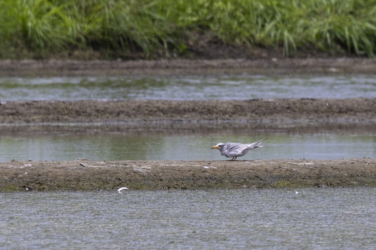 River Tern - ML640072082
