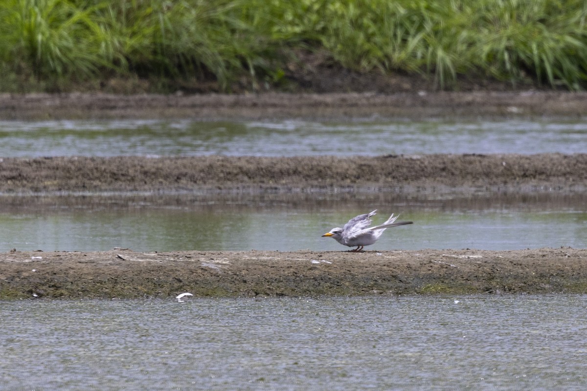River Tern - ML640072083