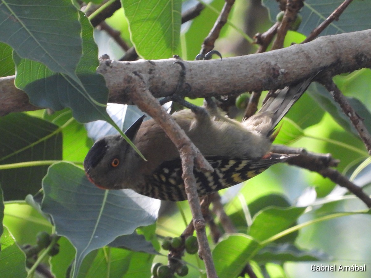 Hispaniolan Woodpecker - ML640072100