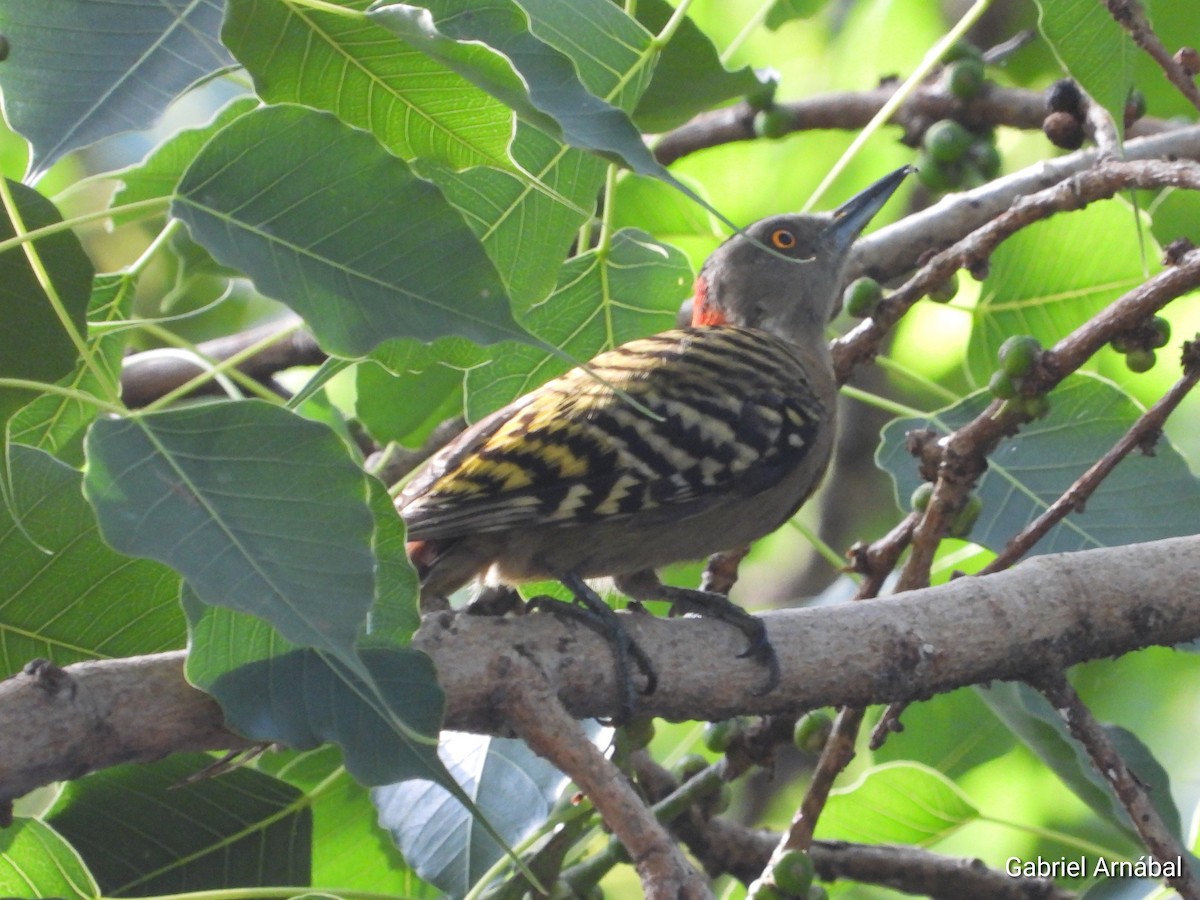 Hispaniolan Woodpecker - ML640072101