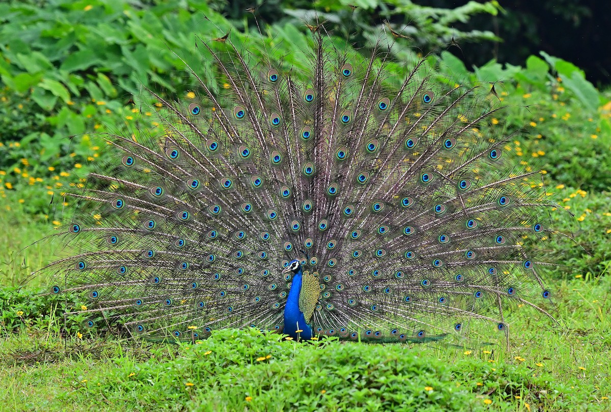 Indian Peafowl - ML640072104