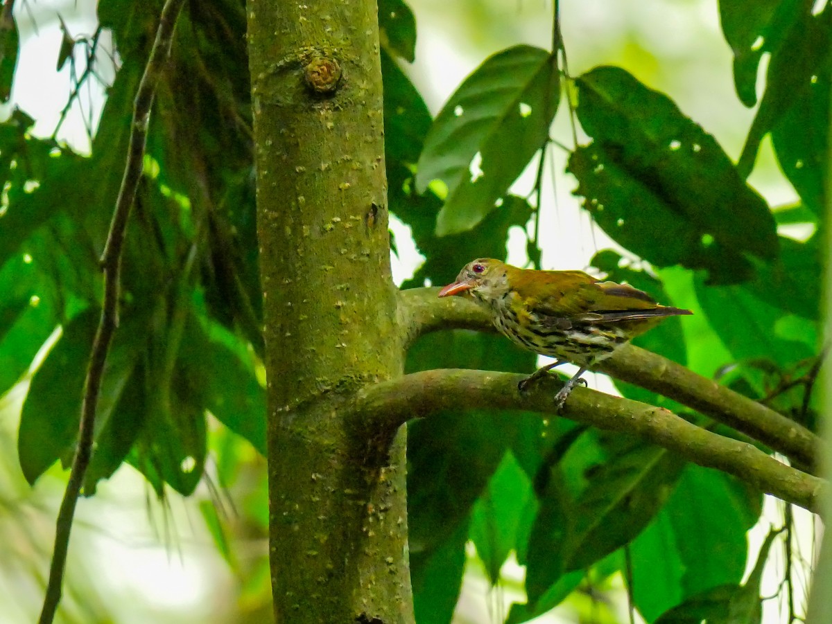 Dark-throated Oriole - ML640072163