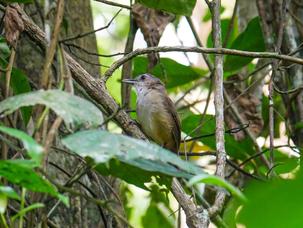 Horsfield's Babbler - ML640072169