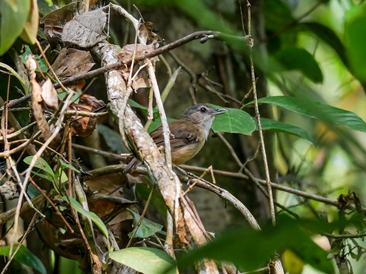 Horsfield's Babbler - ML640072170