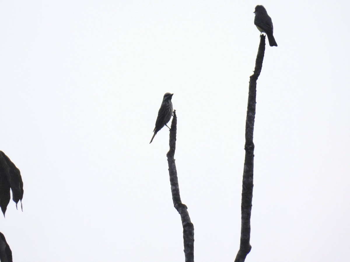 Piratic Flycatcher - ML640072171