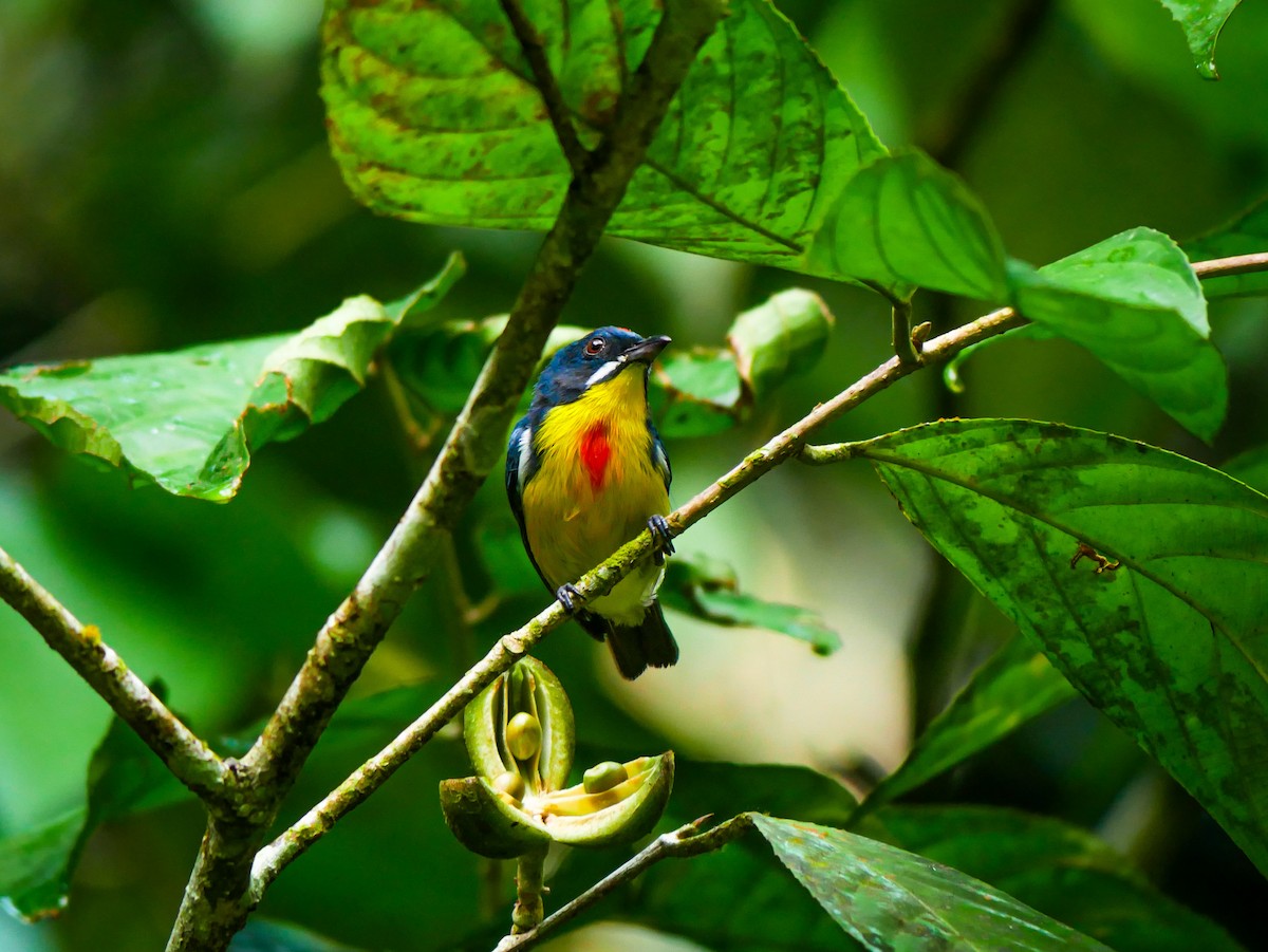 Crimson-breasted Flowerpecker - ML640072172