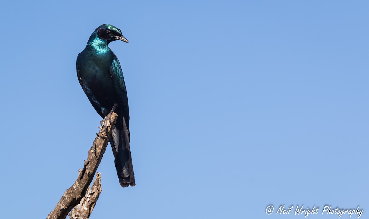 Burchell's Starling - ML640072177