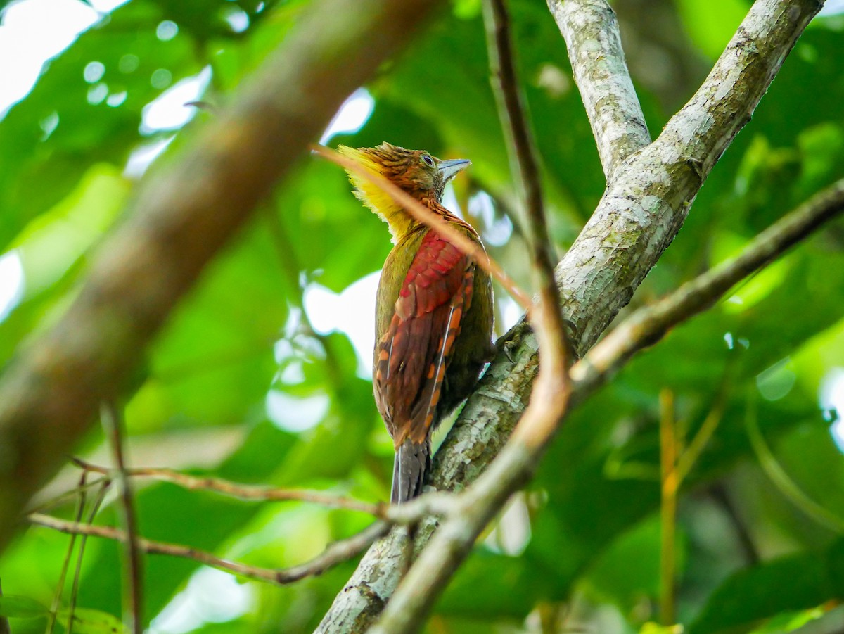 Checker-throated Woodpecker - ML640072185