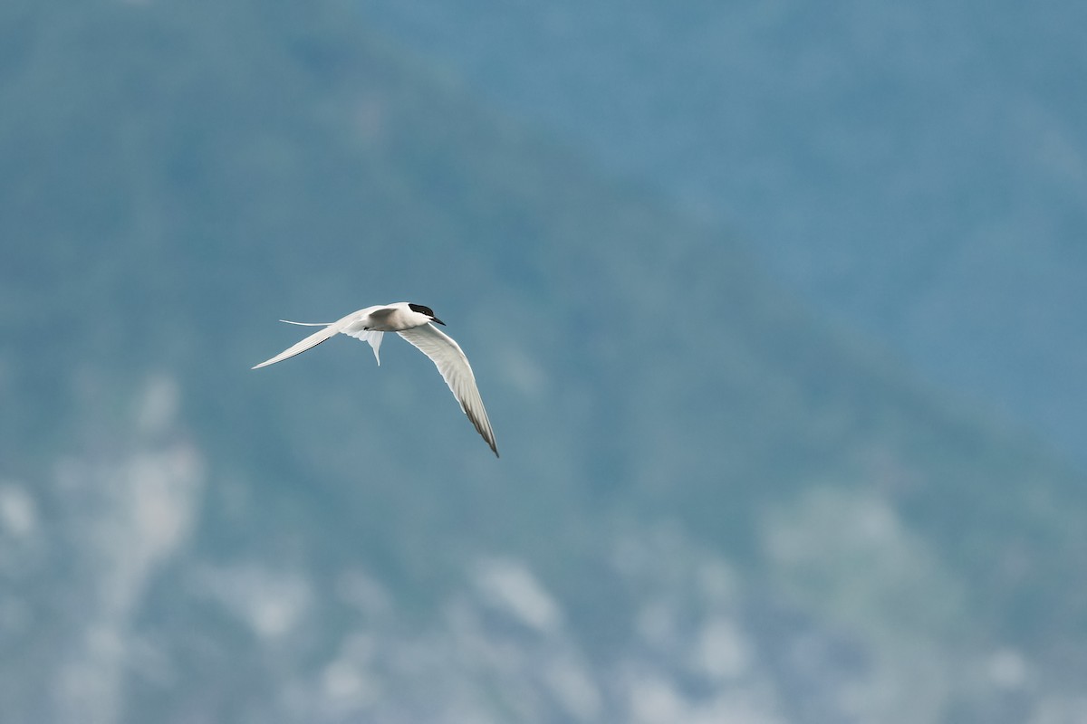 Common Tern (longipennis) - ML640072302