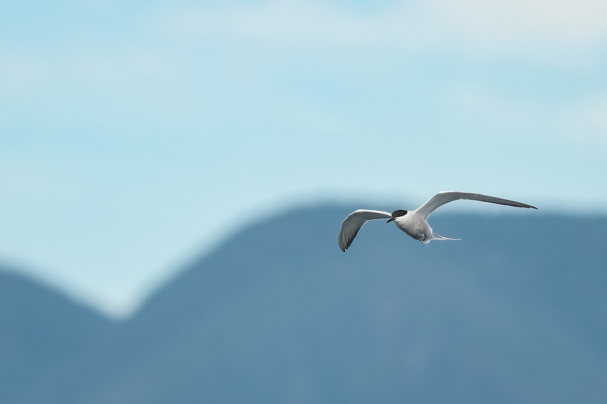 Common Tern (longipennis) - ML640072341