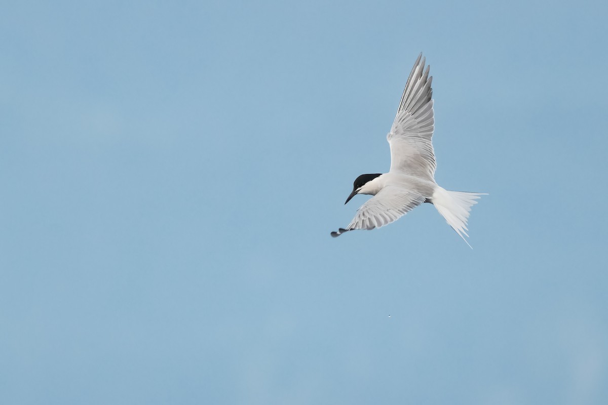 Common Tern (longipennis) - ML640072357