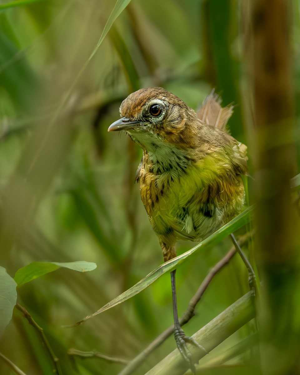 Marsh Babbler - ML640072401