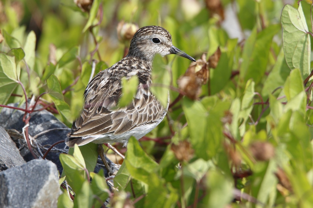 Least Sandpiper - ML640072423
