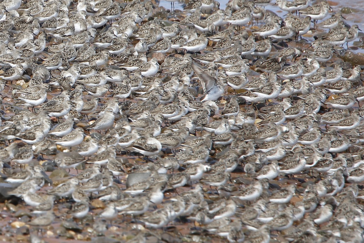 Semipalmated Sandpiper - ML640072429