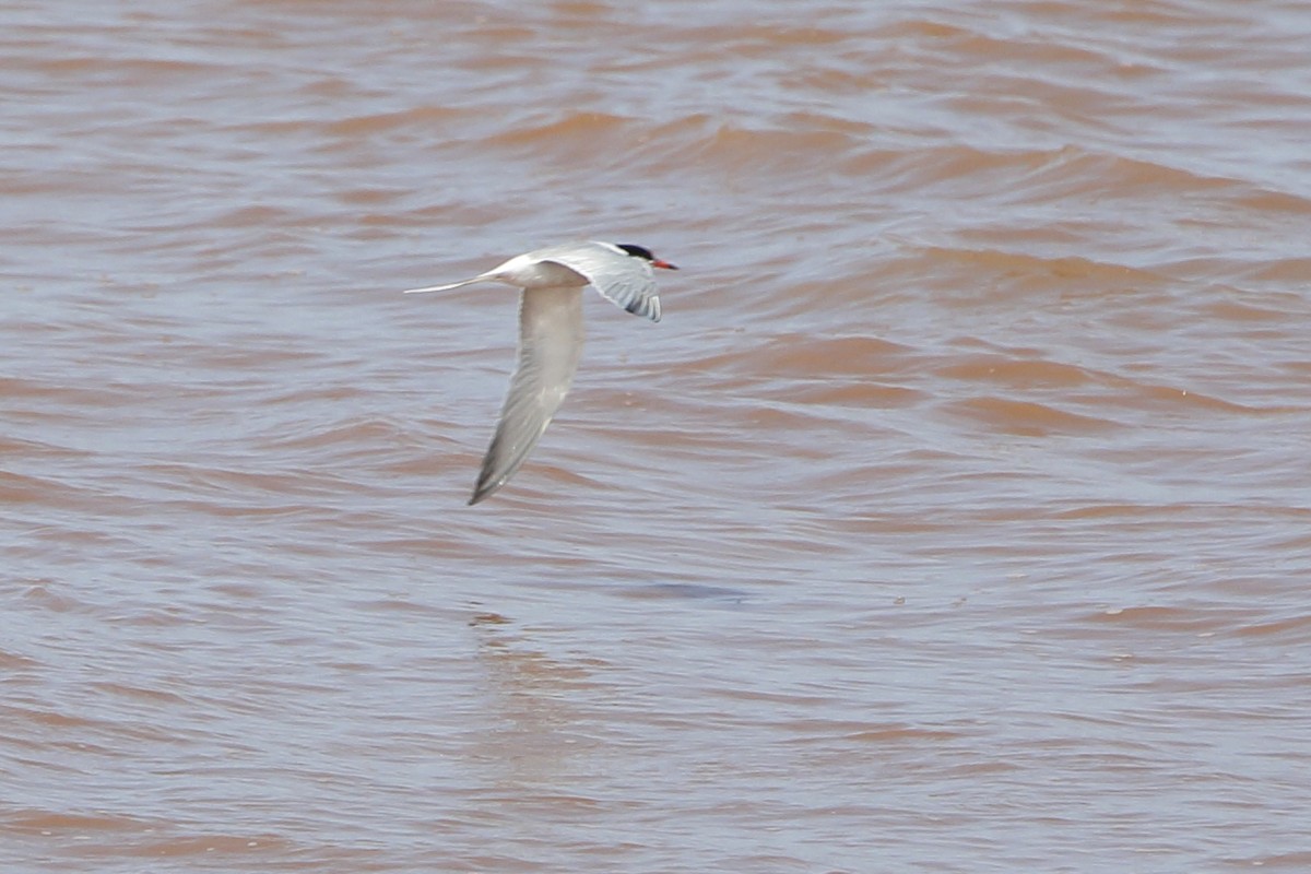 Common Tern - ML640072435