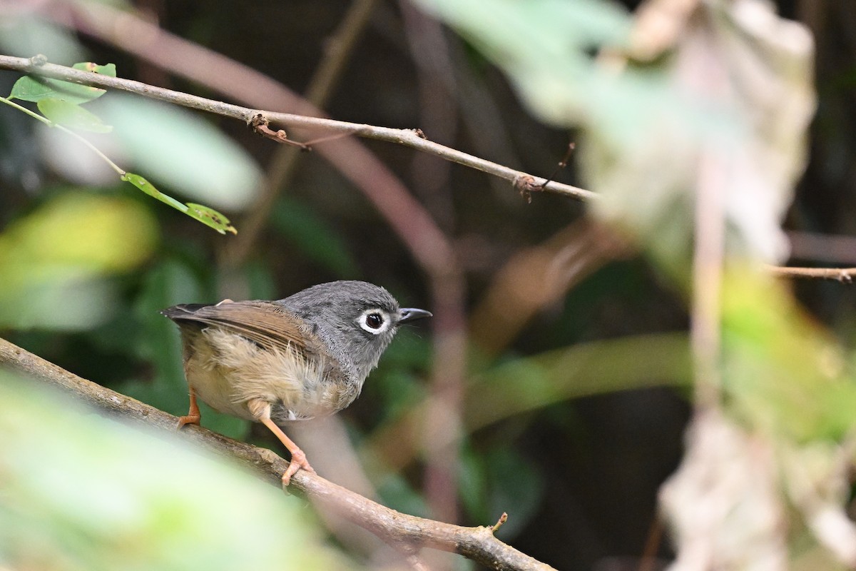 gråhodefulvetta - ML640072437
