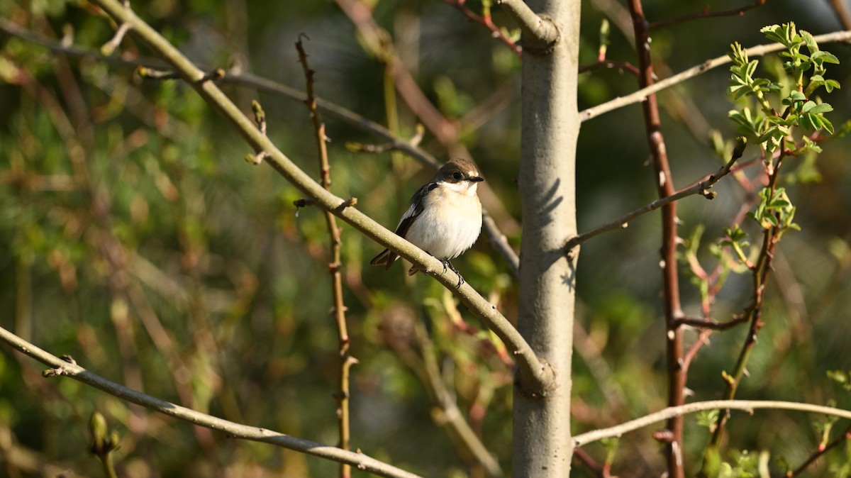 European Pied Flycatcher - ML640072453