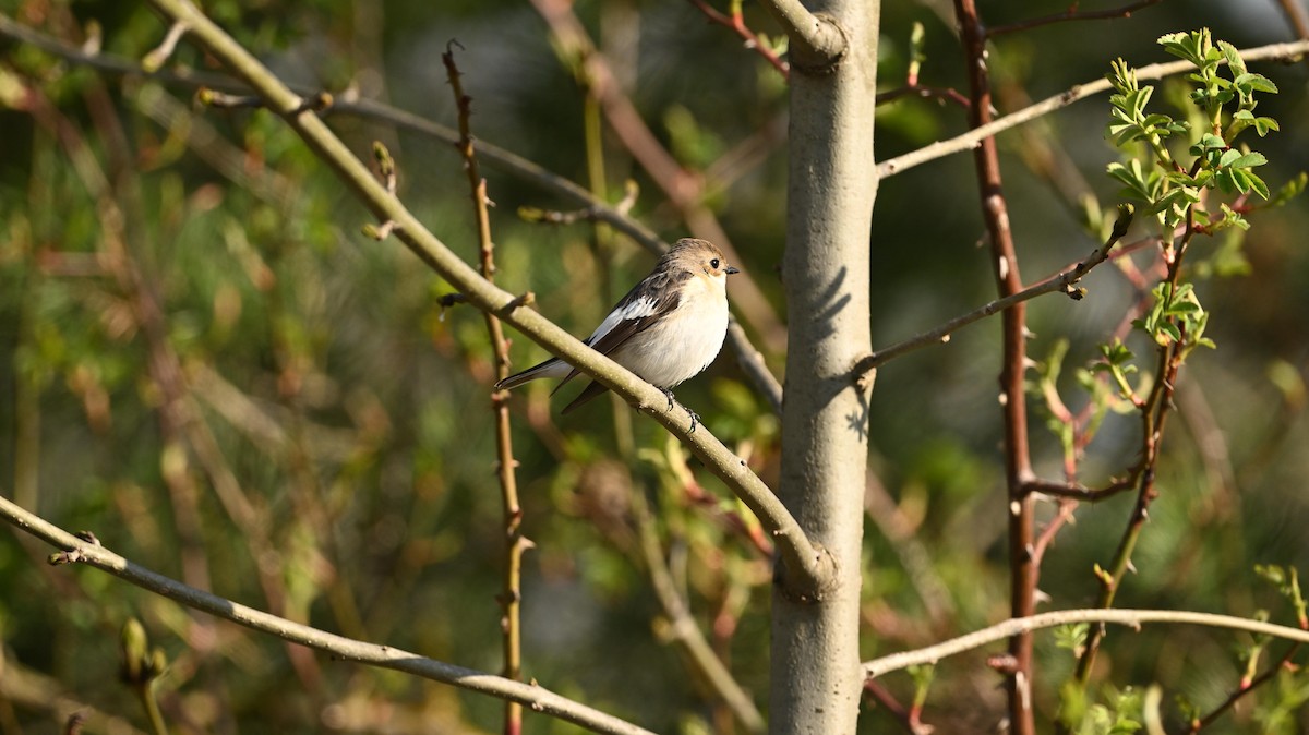 European Pied Flycatcher - ML640072454