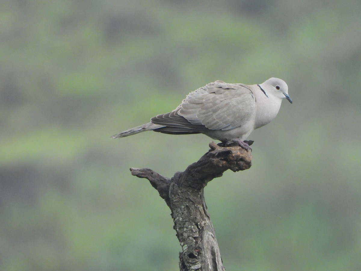 Eurasian Collared-Dove - ML640072464