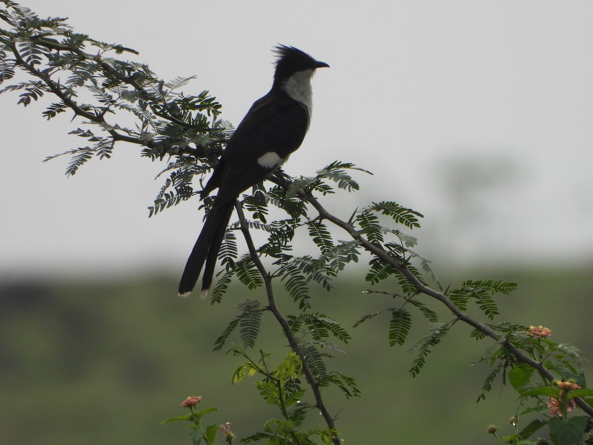 Pied Cuckoo - ML640072466