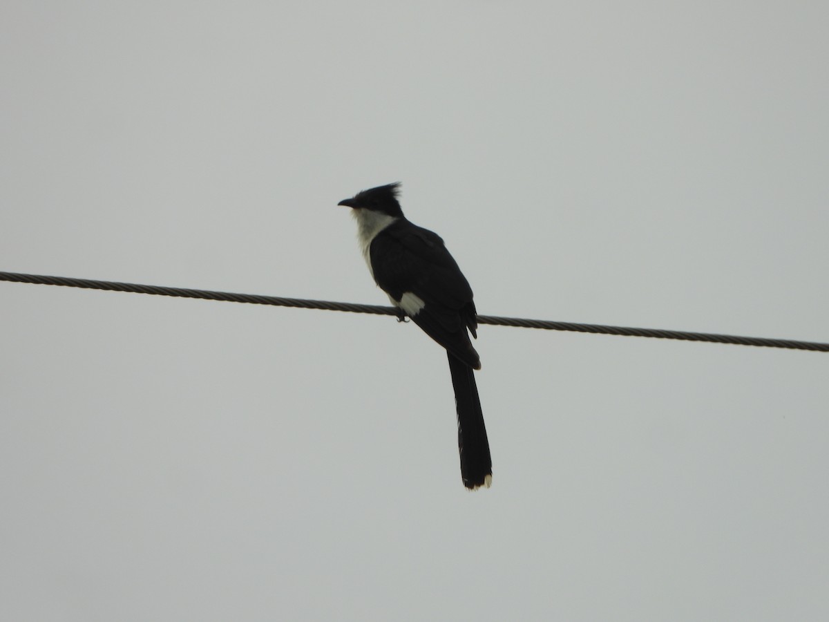 Pied Cuckoo - ML640072467
