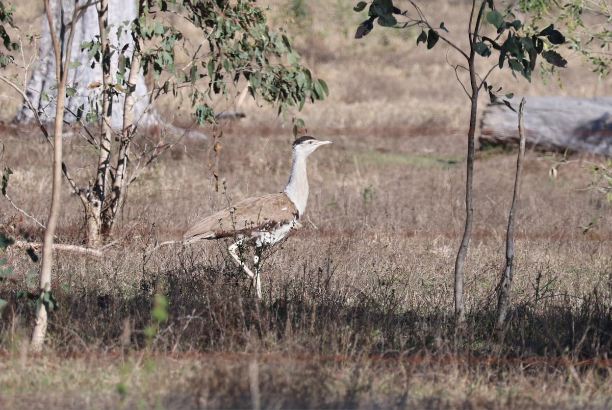 Australian Bustard - ML640072470