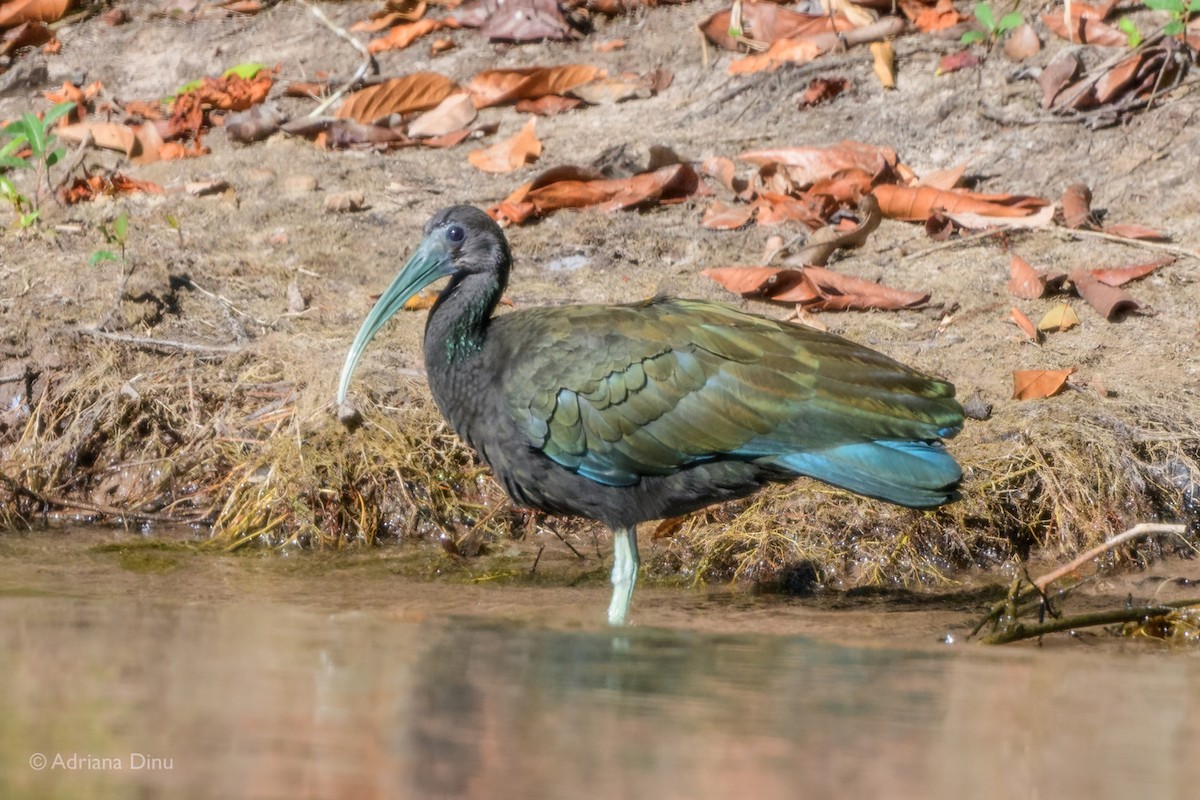Green Ibis - ML640072487