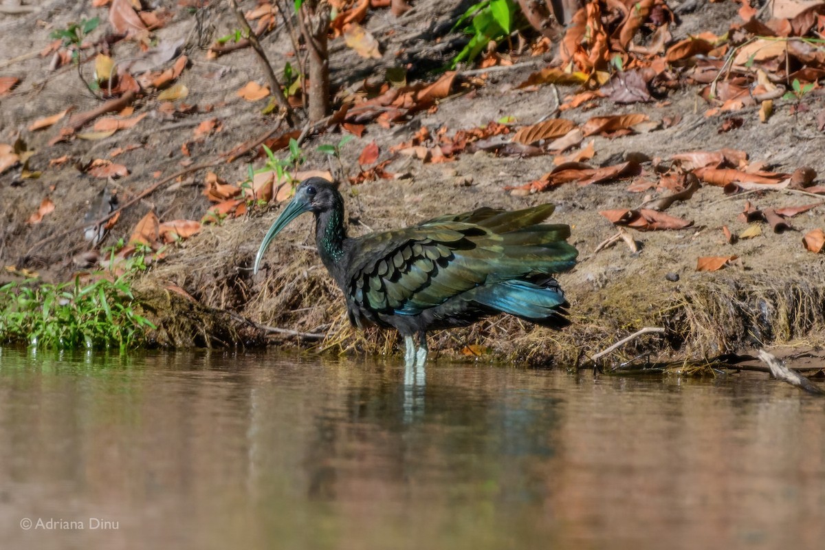 Green Ibis - ML640072488