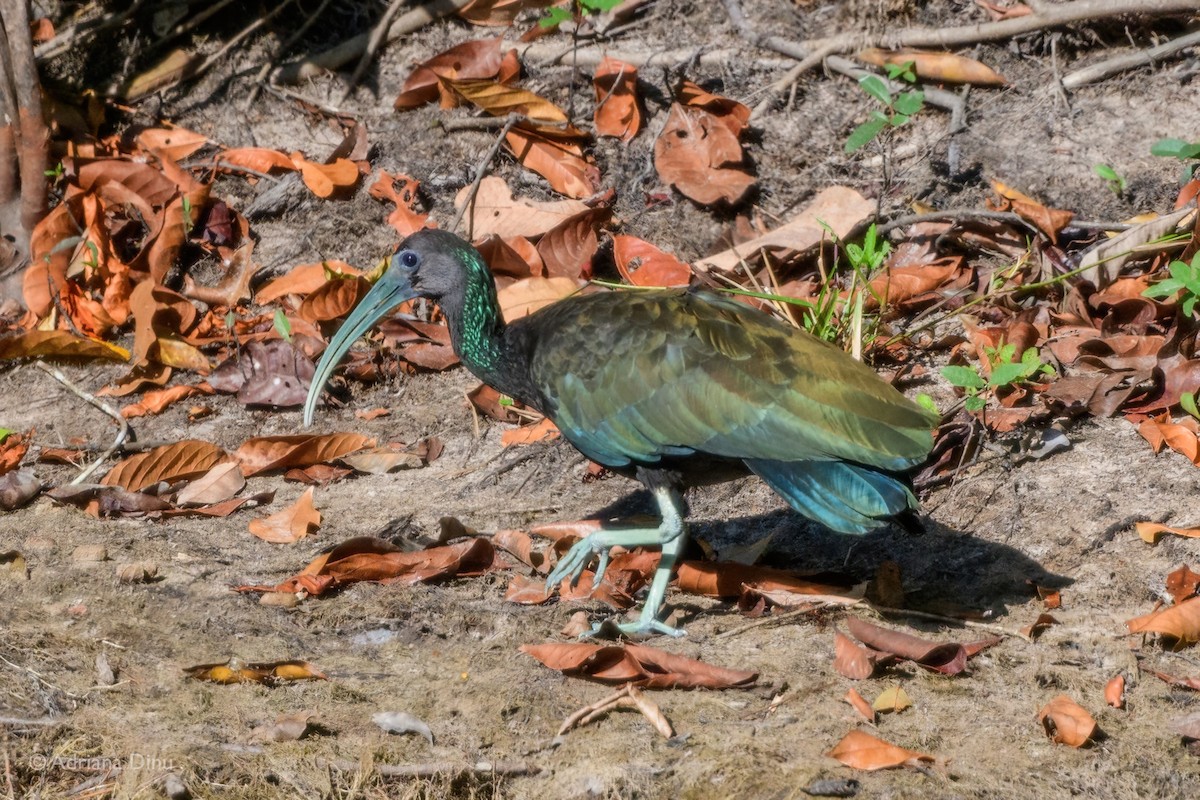 Green Ibis - ML640072489