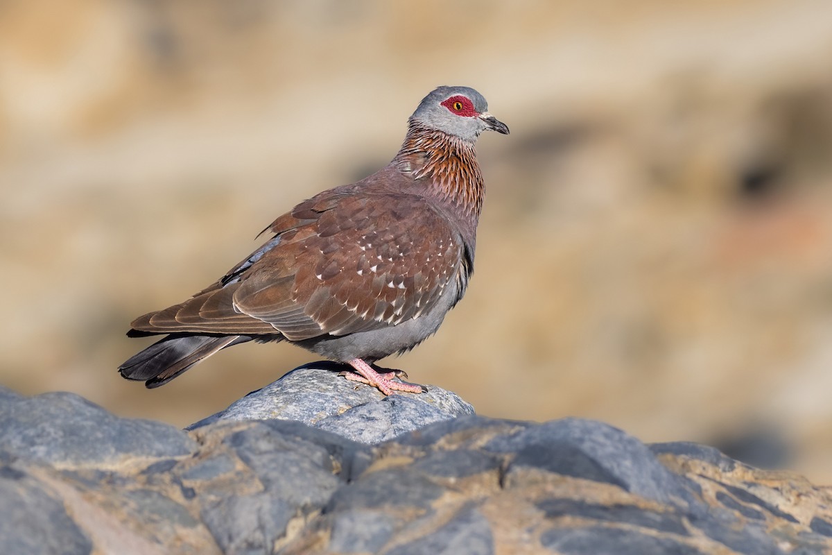 Speckled Pigeon - ML640072493